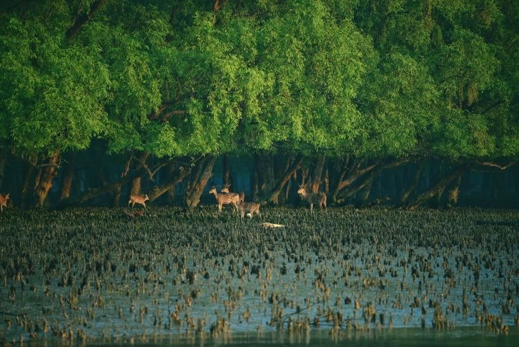 Sundarban